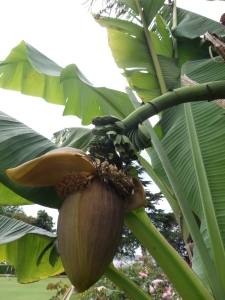 Can you believe it? These are bananas growing near the edge of Stanley Park adding a tropical note to our rainforest.